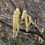 Hazel catkins (Corylus avellana), photo by Simon Barron Hazel catkins (Corylus avellana) Photo by Simon Barron