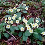 Primrose (Primula vulgaris), photo by Jenni Roche Primrose (Primula vulgaris) Photo by Jenni Roche