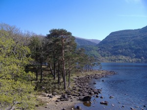 Scots pines at Muckross Lake, Killarney, photo by jenni Roche