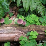 Wood sorrel (Oxalis acetosella), photo by Maria Long Wood sorrel (Oxalis acetosella) Photo by Maria Long