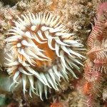 Actinothoe sphyrodeta (Sandalled anemone) Photo by Louise Scally