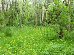  Alluvial Woodland at Ballyseedy Wood, Co. Cork, photo by BEC Consultants