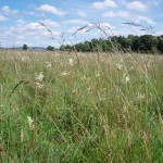 Area of wet grassland, Co. Roscommon, photo by BEC Consultants