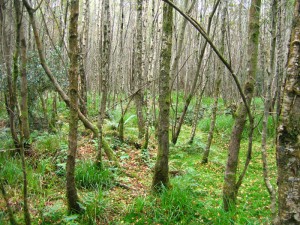 Birch woodland (Betula pubescens) at Ballygannon, Co. Wicklow, photo by Philip Perrin