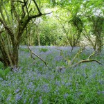 Bluebells Hyacinthoides non-scripta at Coolnagearagh Co. Cork, photo by Jenni Roche