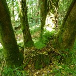 Coppiced stems at Ballynoe, Co. Cork, photo by Orla Daly