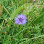 Cornflower (Centaurea cyanus) Photo by Jim Martin