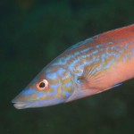 Cuckoo wrasse (Labrus mixtus) Photo by Louise Scally