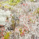 Devil's matchsticks lichen (Cladonia floerkeana) Photo by Jenni Roche