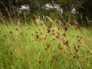 Great Burnet (Sanguisorba officinalis) Photo by Simon Barron