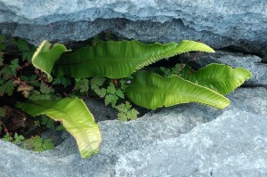 Hart's tongue-fern (Phyllitis scolopendrium) in a limestone gryke