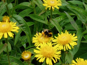 Irish fleabane (Inula salicina) Photo by Geraldine Wisdom