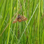 Marsh fritillary butterfly (Euphydryas aurinia) Photo by Aoife Delaney