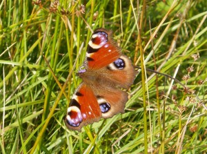 Peacock butterfly (Inachis io), photo by Aoife Delaney Peacock butterfly (Inachis io) Photo by Aoife Delaney