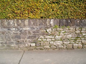 Stone wall & Maidenhair Spleenwort fern (Asplenium trichomanes) Photo BEC Consultants