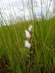 Eriophorum gracile (a rare species of bog cotton), Co. Westmeath, photo by Simon Barron