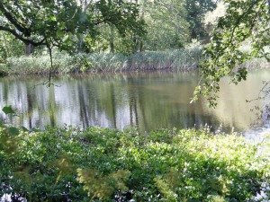 Pond at Dunderry, Co. Meath, photo by Simon Barron