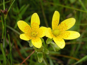 Saxifraga hirculus (Marsh Saxifrage) photo by Steve Waldren.jpg