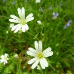 Stichwort (Stellaria holostea) Photo by Orla Daly