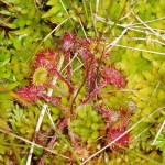 The carnivorous Round-leaved sundew (Drosera rotundifolia) Photo by Jim Martin