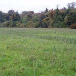 Wet grassland and mixed woodland, photo by BEC Consultants