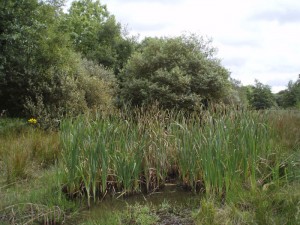 Wetland habitat, Balrath Wood, Co. Meath, photo by Simon Barron