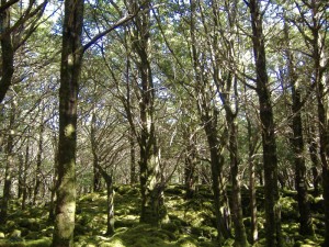 Yew woodland (Taxus baccata) at Reenadinna, Co. Kerry, photo by Jenni Roche