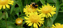 fleabane_thumbnail fleabane_thumbnail