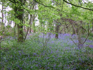 Bluebells (Hyacinthoides non-scripta) at Clonlost Wood, Co. Westmeath, photo by Edwina Cole