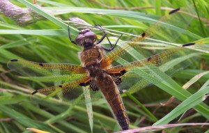 Four-spotted chaser dragonfly (Libellula quadrimaculata), photo by Fiona Devaney