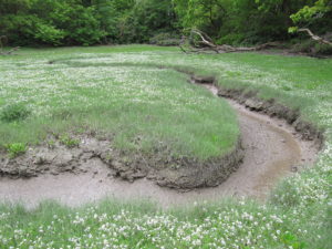 Saltmarsh at Great Island, Co. Cork. Photo by Fionnuala O'Neill