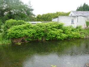 Japanese Knotweed