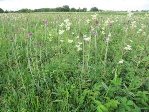 Molinia meadows at Drumlosh, Co. Roscommon (June 2016). Photo by Fionnuala O’Neill