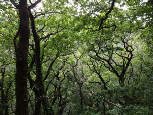 oak canopy at Glen of the Downs, Co. Wicklow (August 2017). Photo by Orla Daly