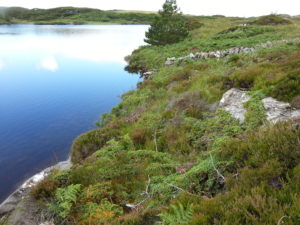 5130 Juniper formation at Dawros Head, Co. Donegal. Photo by Jim Martin.