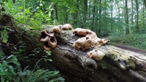 Dead wood and associated fungi at Desart, Co. Kilkenny. Photo: Orla Daly.