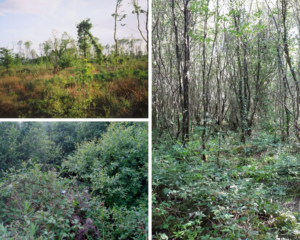 Fixed-point photography at Coill an Fhaltaigh in Co. Kilkenny that demonstrates vegetation succession. The image shows clearfell in 2003 (top-left), with scrub habitat in 2009 (bottom-left) and young native woodland present in the same location in 2019 (right). Photos by Philip Perrin and Orla Daly.