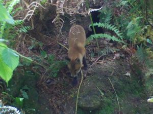 Red fox (Vulpes vulpes) captured on trail camera in Foxrock, Co. Dublin