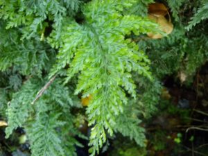 Photo of Killarney Fern (Vandenboschia speciosa) in Co. Cork., photo by Emer Ní Dhúill