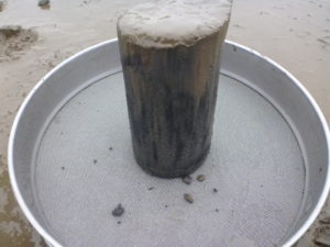 Sediment sampling in the Boyne Estuary, Drogheda